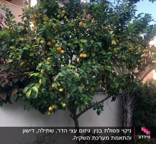 עץ לימון עם פירות בגינה קטנה